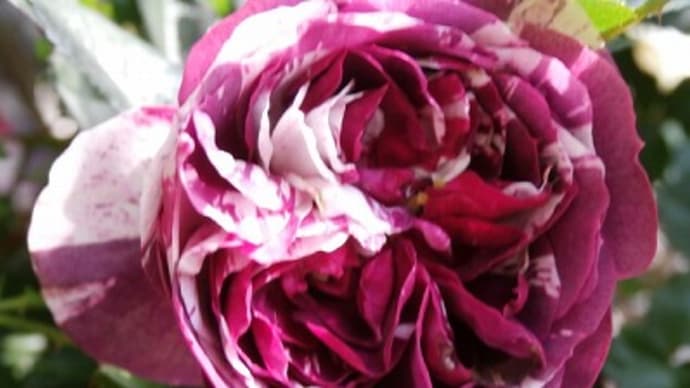 GW!今年は長い休み!紫と白の絞り薔薇、センティッドジュエルとネモフィラと♬