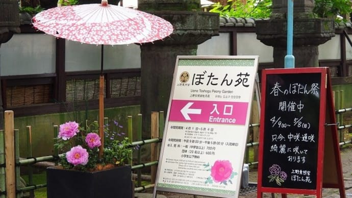 にしさんの花日記 ぼたん 上野東照宮 牡丹苑