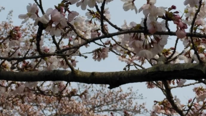 上野公園「やっぱり桜見たい」花見自粛も大勢でにぎわう