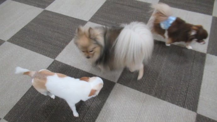 21/08/12 犬の幼稚園BuddyDog
