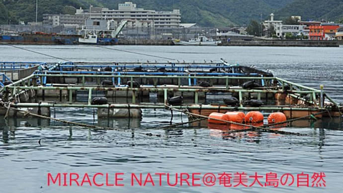 大熊漁港の賑わい:アジサシ類の飛来