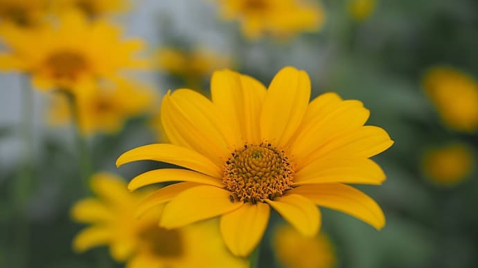 ★街角の花や井戸 2019