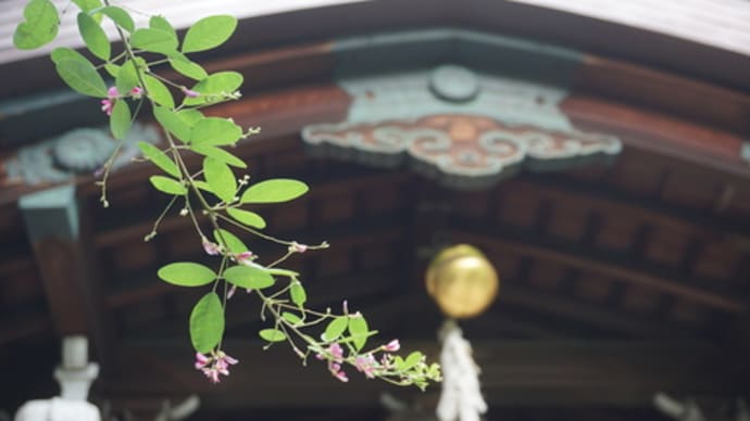 目と胃袋で楽しむ京都の秋…萩が美しい「梨木神社」。また訪れた出町柳駅そばの日本料理「多佳」のランチ