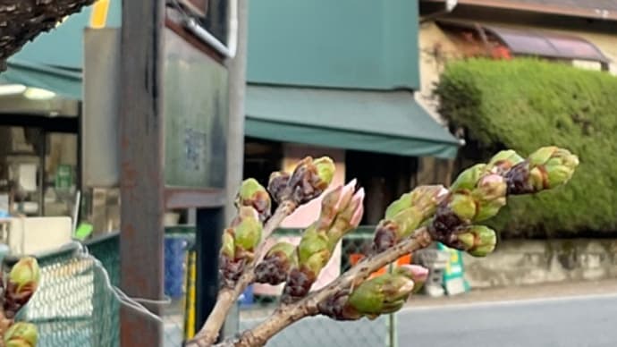 城南荘の桜2024