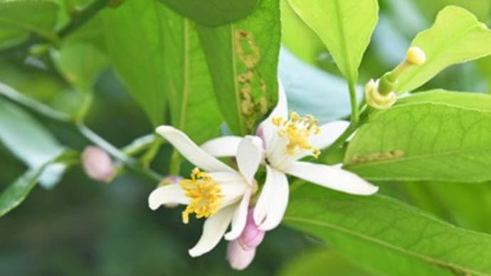 青葉山荘の小さな花たち(その十、最終回)〜レモンの花