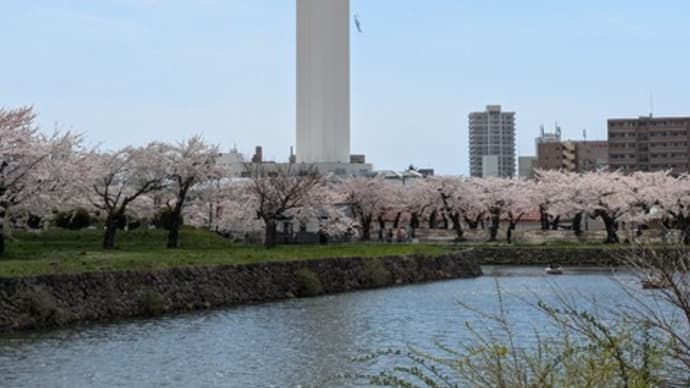 今年も満開の桜を