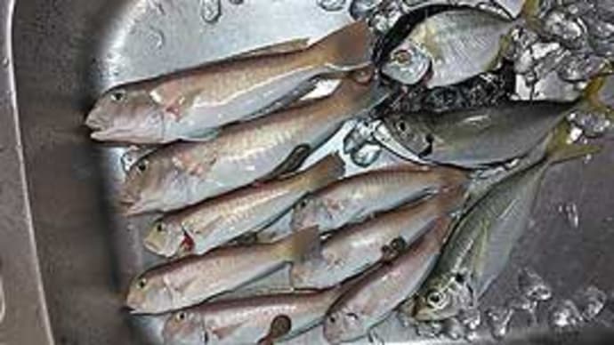 O様のシロアマダイ釣行(焼津、興栄丸)。