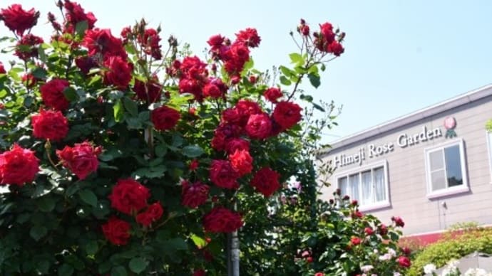 姫路ばら園 ’22 春バラ