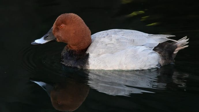 粟島の野鳥たち ホシハジロ