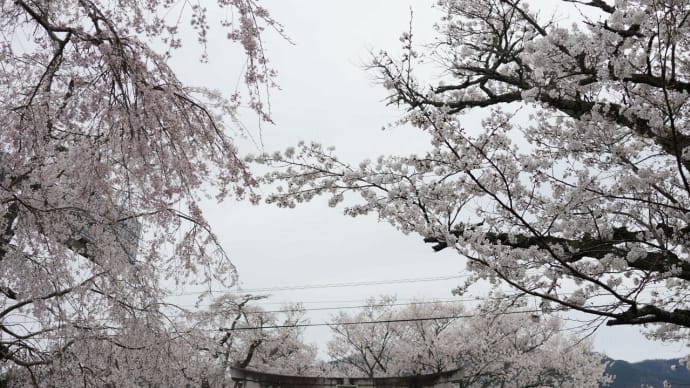 徳佐八幡宮の枝垂れ桜　　晩ご飯は長崎皿うどん