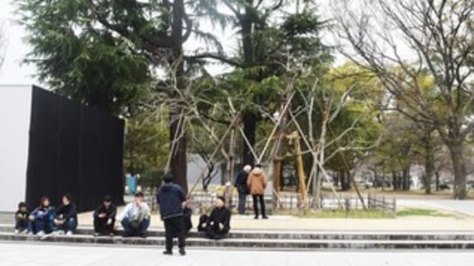 中区:被爆アオギリ2025年3月27日