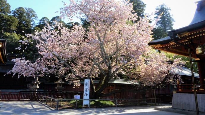 咲き続ける桜たち