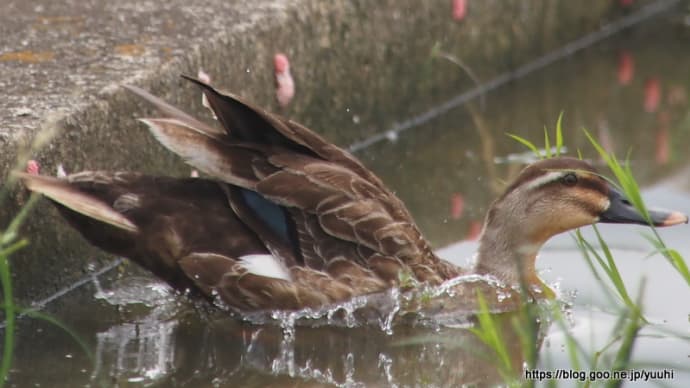 カルガモ 7月21 その2 SIGMA 300mm 1:4 APO TELE MACRO