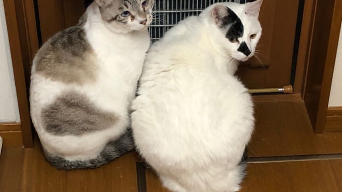 猫飯代を稼ぎにオッチャンは。。