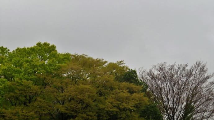 雨の1日でした。そして、昨日の写真がいっぱい♪