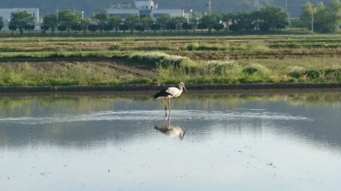 はぶた丸 57