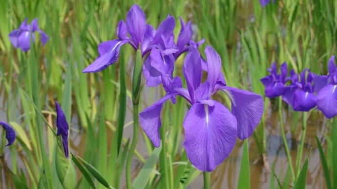 人知れずカキツバタが咲く公園