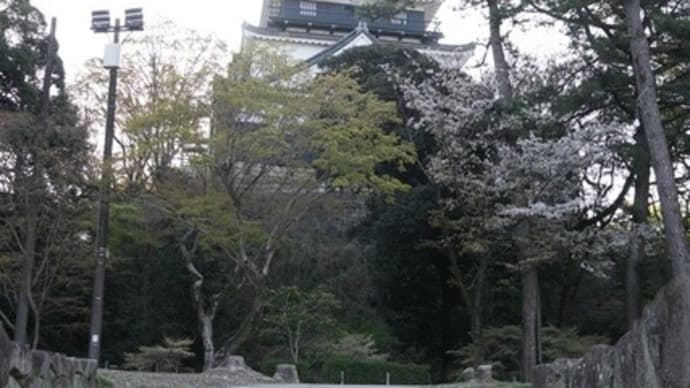 岡崎・豊田、家康ゆかりの地と花見旅1・岡崎公園(岡崎城)の桜2