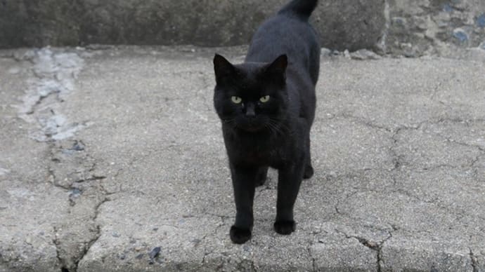 オオムラサキシキブ間に合った・・