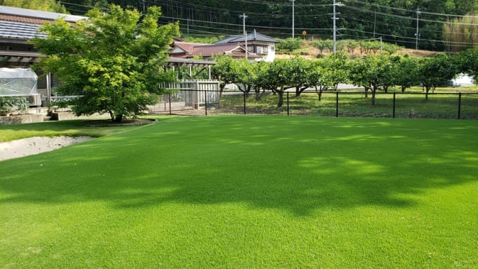 目土が沈みもう少し伸びるのを待って仕上げに
