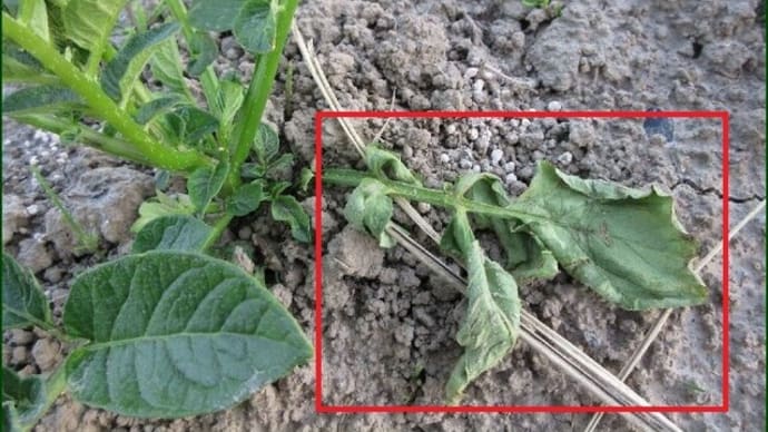 昨日の朝、早起きをして畑へ出掛けて育てている野菜の様子を見ると・・・