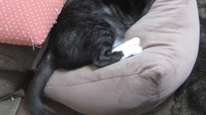 猫日記と主のつぶやき ビビリ助