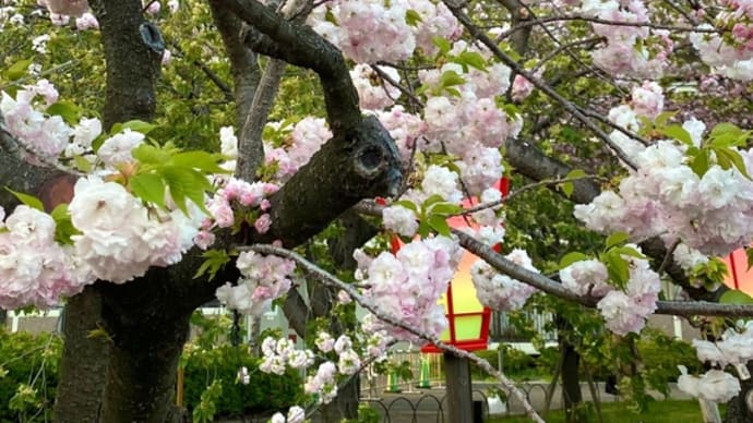 桜の通り抜け