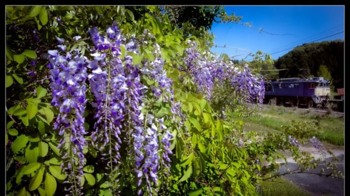 昼下がりの藤の花