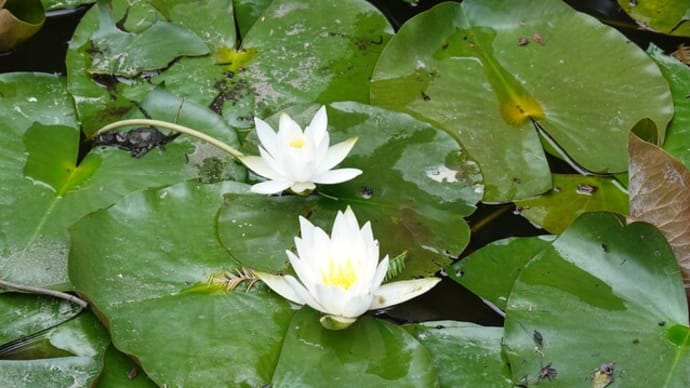 別所沼公園の睡蓮