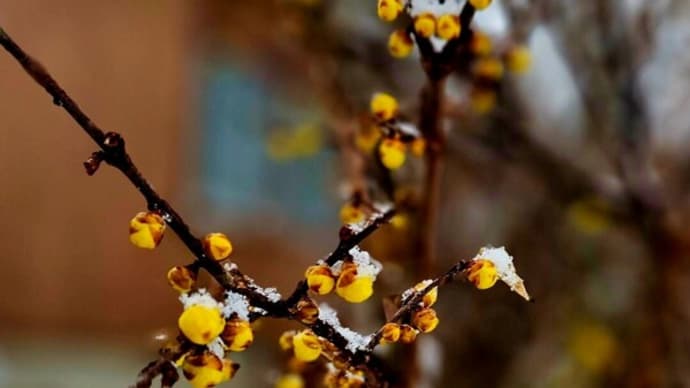 雪の中に咲く花を見てきた 1月10日