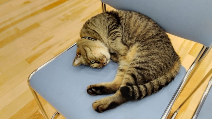 ペットのお寺「沙羅の苑」の営業部長さんはネコちゃんです😺