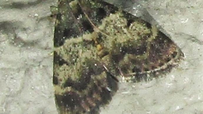 コネアオフトメイガ♀220808