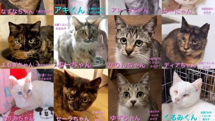 【第107回】にゃん☆ぴーす猫の譲渡会(3部入替制)のご報告(JR東千葉駅:DC会館)
