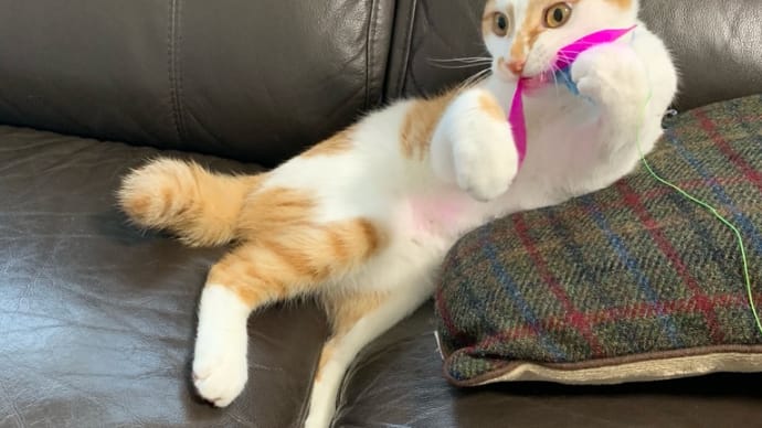 嘘でしょ?