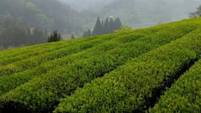 愛媛県新宮町の美しい茶畑。