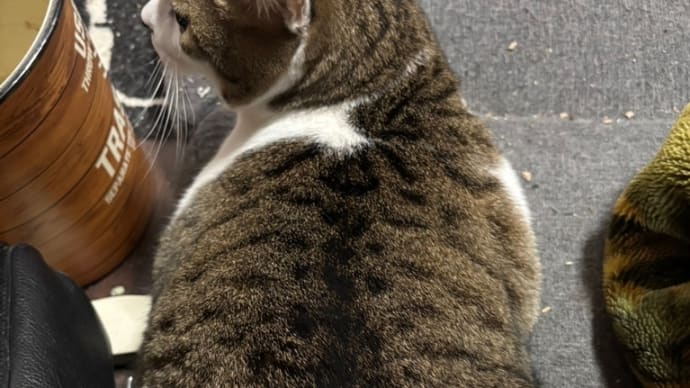 コテblog🐱😊🐱😊🐱