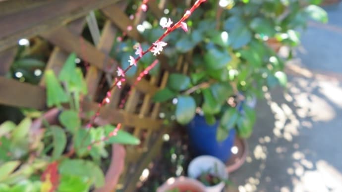 朝の月