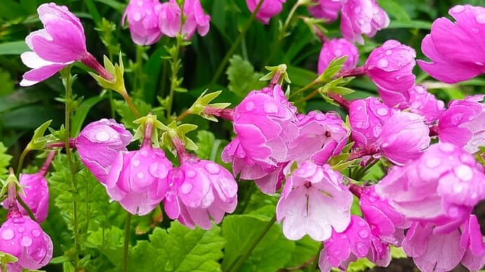 お気に入りの花と…虫発見