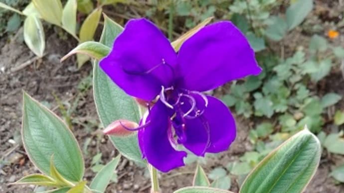去年ご近所から、株分けして貰った、ノボタンに花が咲きました~~!