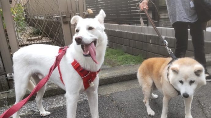 体力オバケになりたい