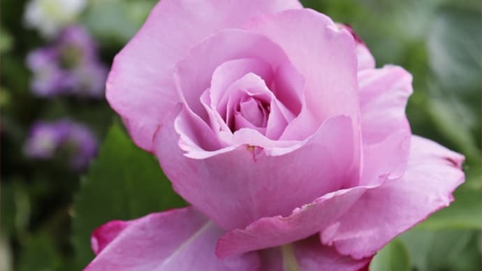 モーヴ色の薔薇たち^^*香りもすごく良いです!