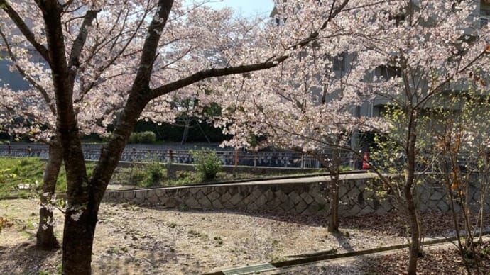 諏訪神社の清掃活動 そろそろお花(桜:ソメイヨシノ)は終わり 2023年03月31日