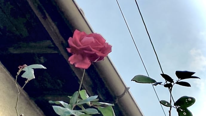 珍しく今年初めての散歩。