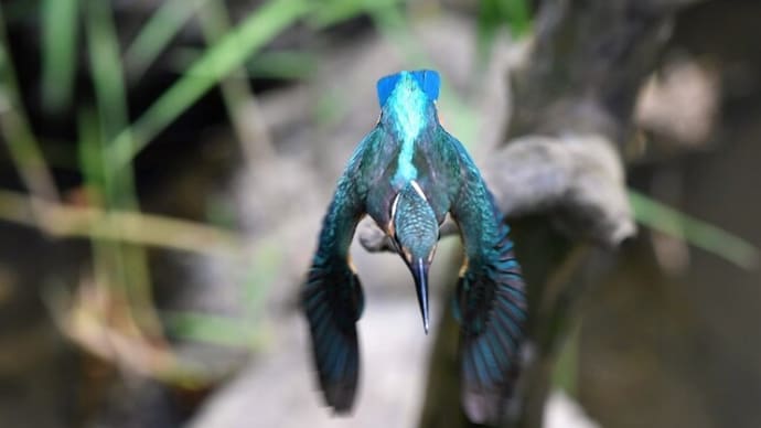 #カワセミと野鳥たち 1221