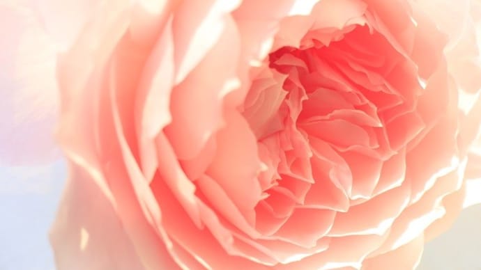 バラ みさきの 2輪の花が美しく 香りとともに癒されました ♪
