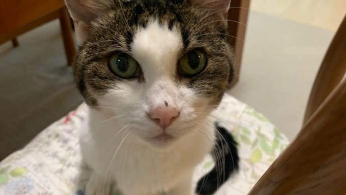 1日で動く時間は4時間、座っている時は貧乏ゆすり*今日のBGM*りんちゃん