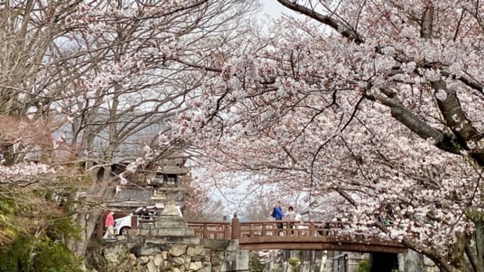 桜ロードをサイクリング②