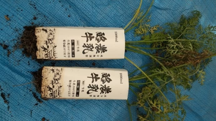 🥕🥕牛乳パック人参《黒田五寸を抜いた》