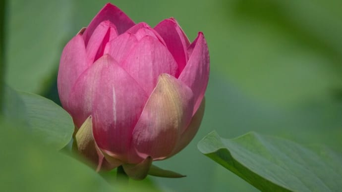 ハスの花と花托