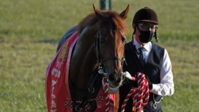 カウディーリョは7着でした